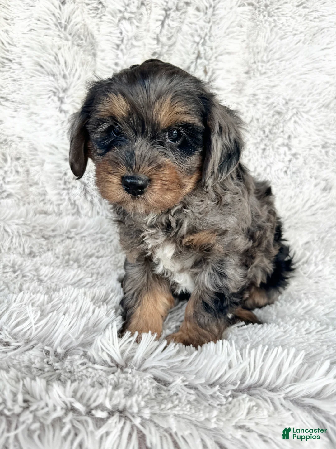 Cavapoo dogs for sale: Epic - Ad 1