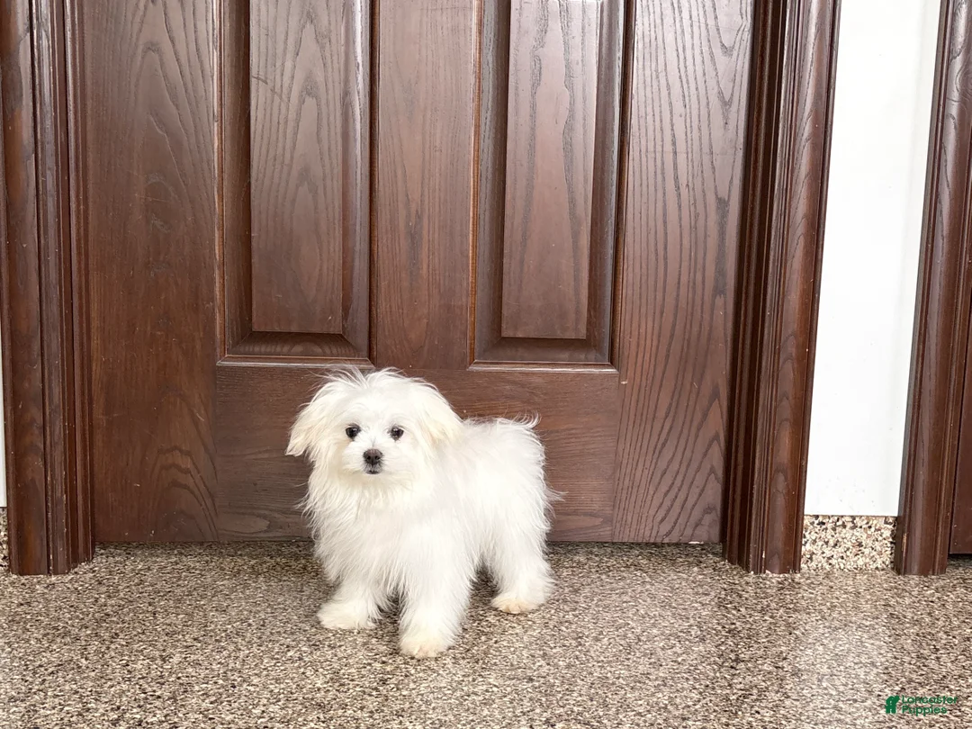 Maltese dogs for sale: MJ - Ad 2