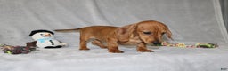 Miniature Dachshund dogs for sale: Cooper - Ad 6