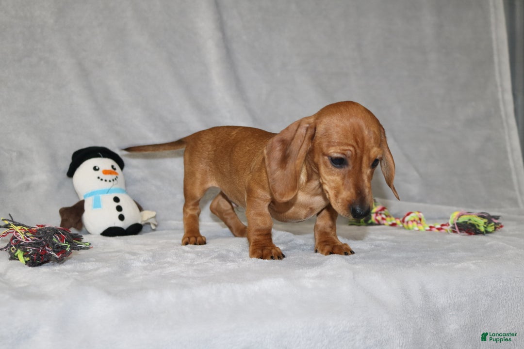 Miniature Dachshund dogs for sale: Cooper - Ad 6