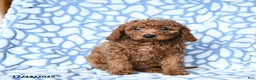 Mini Goldendoodle dogs for sale: Coffee - Ad 5
