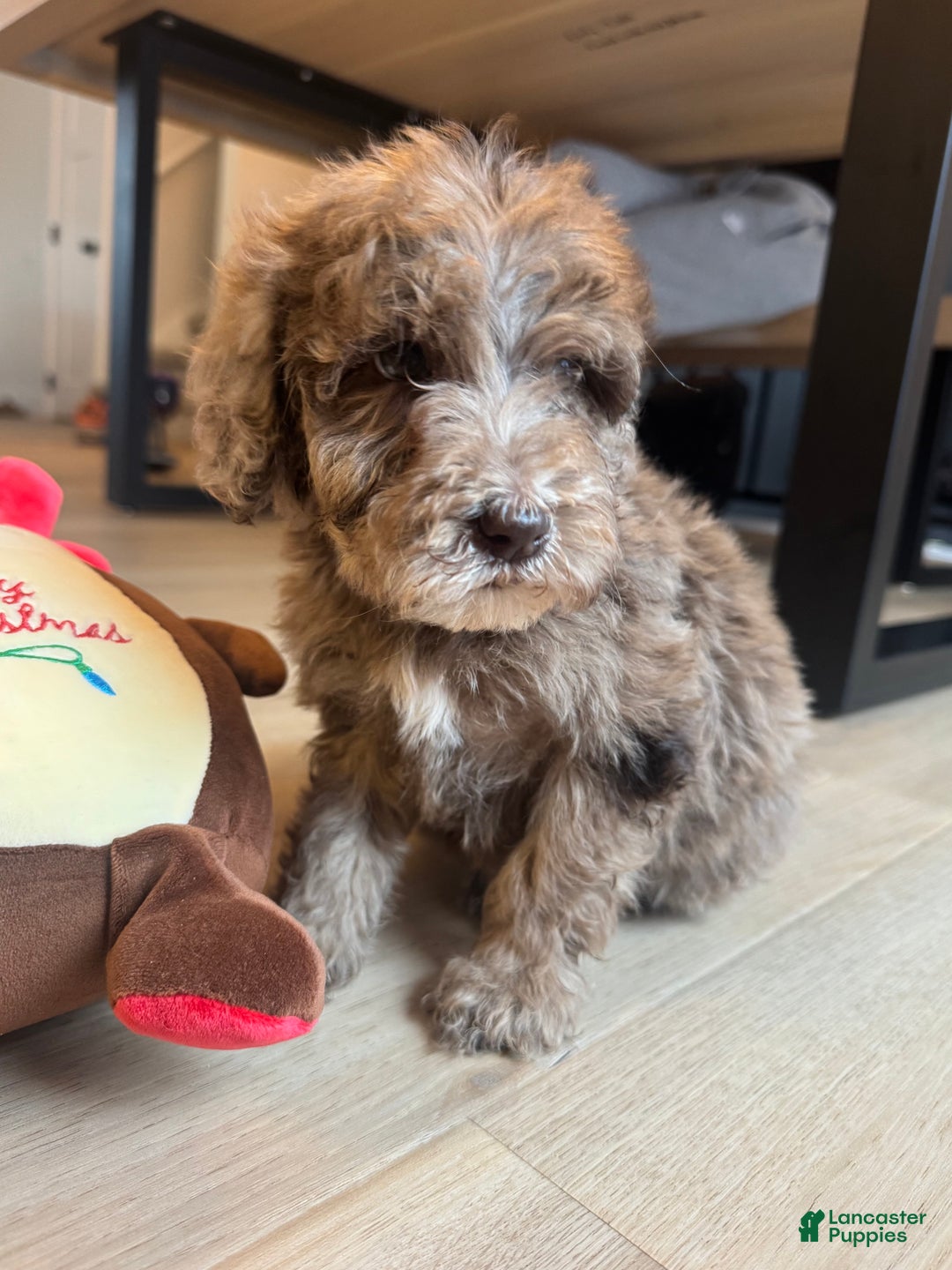 Mini Goldendoodle dogs for sale: Benny - Ad 2