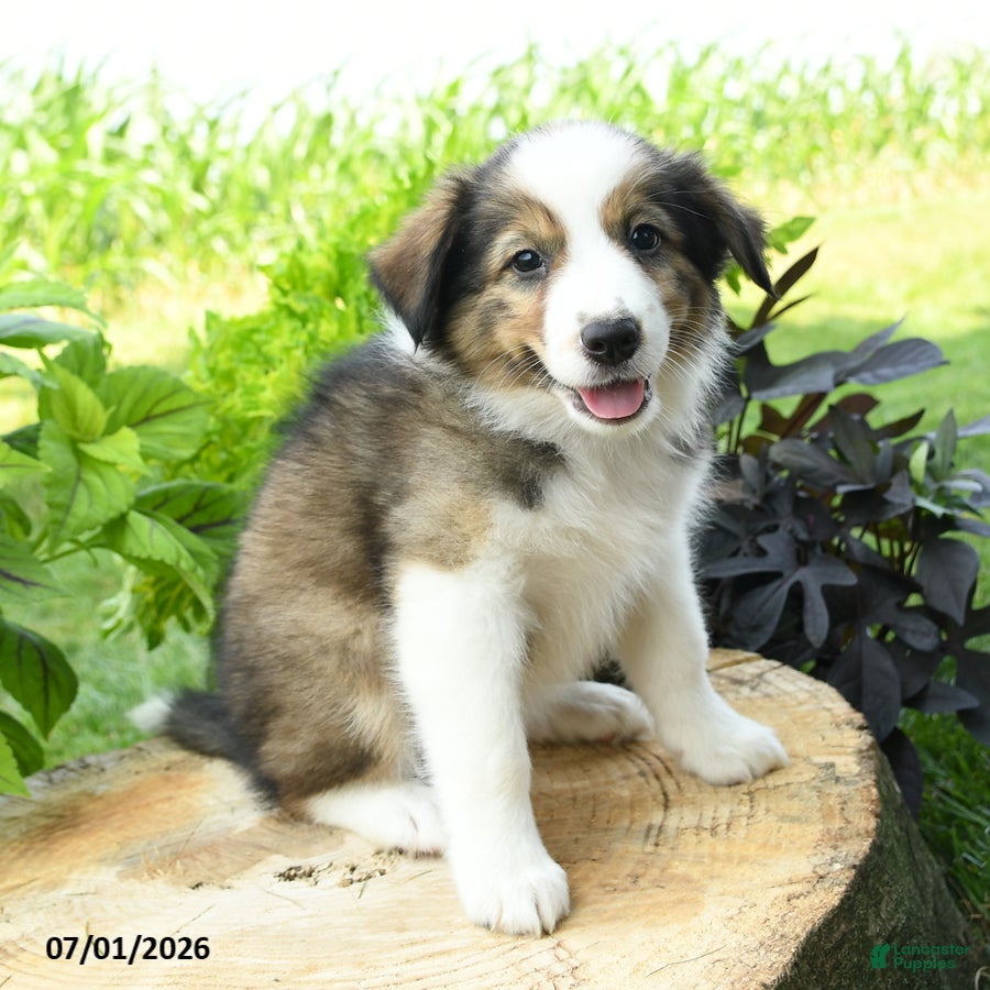 Australian Shepherd dogs Daisy - Ad 1