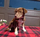 Australian Shepherd Puppy 5 Red Robin