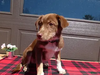 Mixed Breed dogs Australian Shepherd Puppy 5 Red Robin - Ad 42