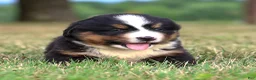 Bernese Mountain Dog dogs for sale: Summit - Ad 5