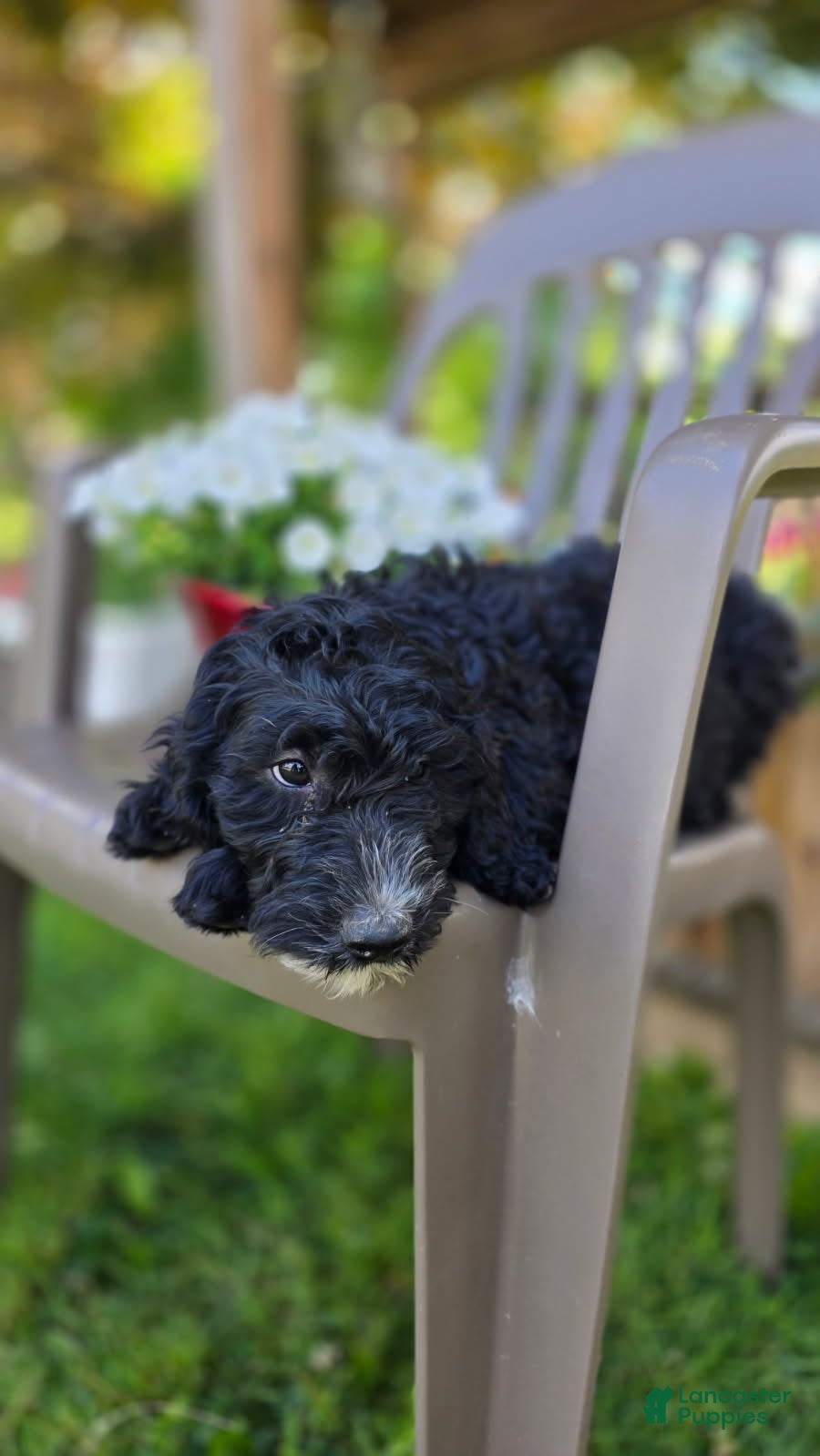 Goldendoodle dogs Millie - Ad 2