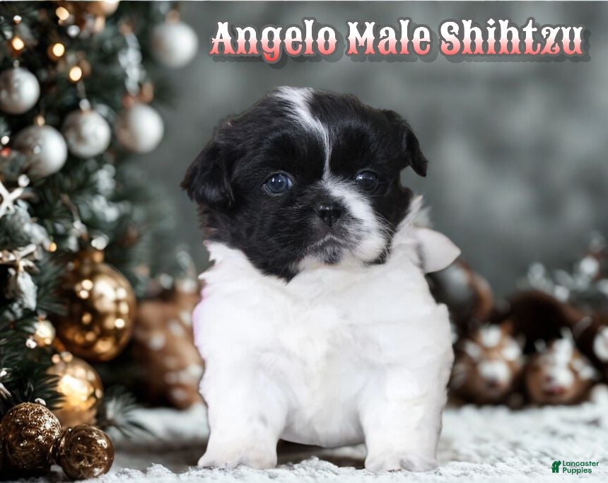 Shih Tzu dogs Angelo - Ad 3