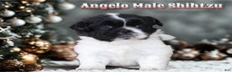 Shih Tzu dogs for sale: Angelo - Ad 1