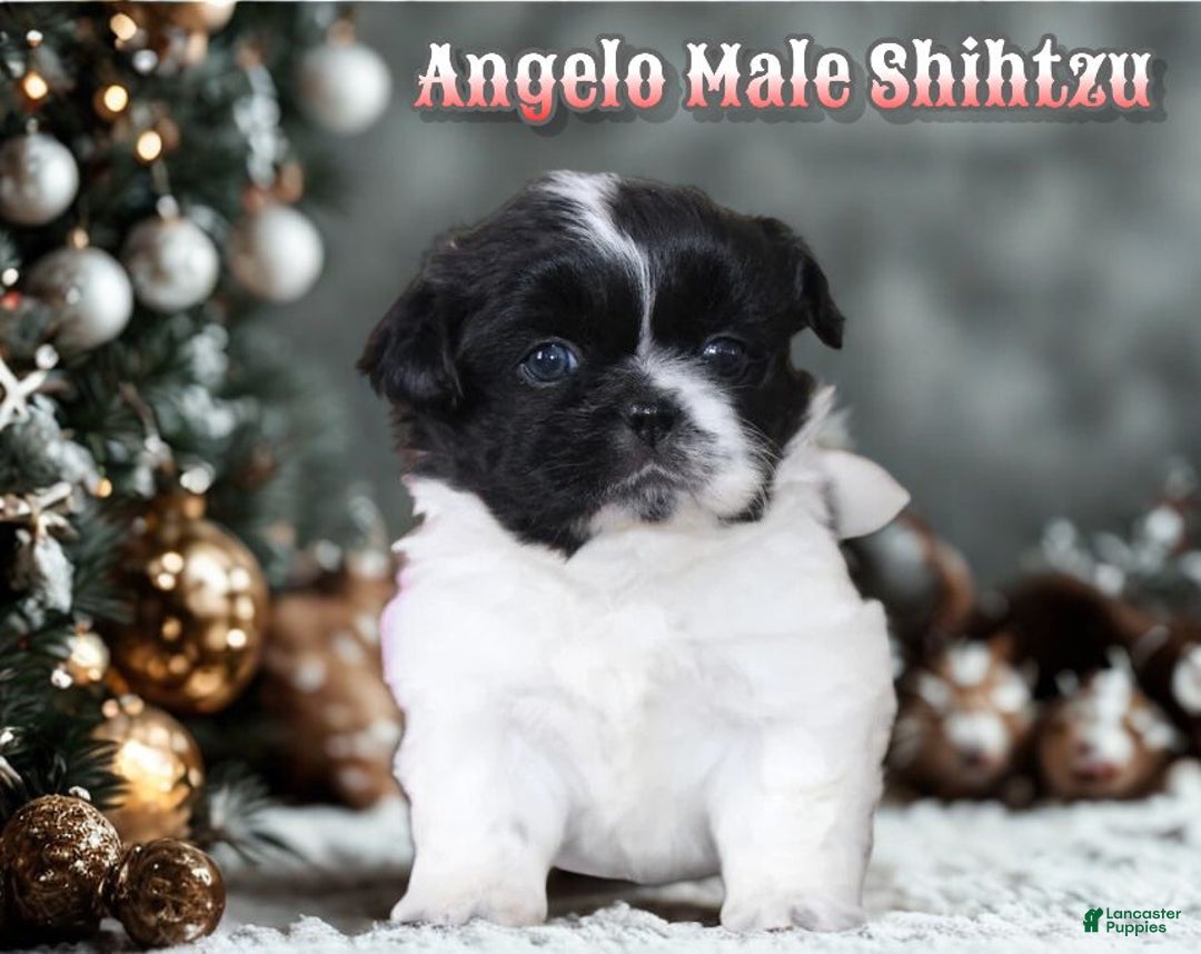 Shih Tzu dogs for sale: Angelo - Ad 1