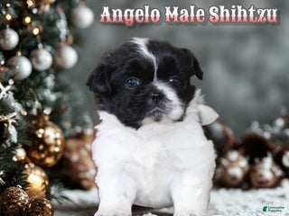 Shih Tzu dogs Angelo - Ad 13