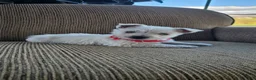 West Highland Terrier dogs for sale: Tilley - Ad 6