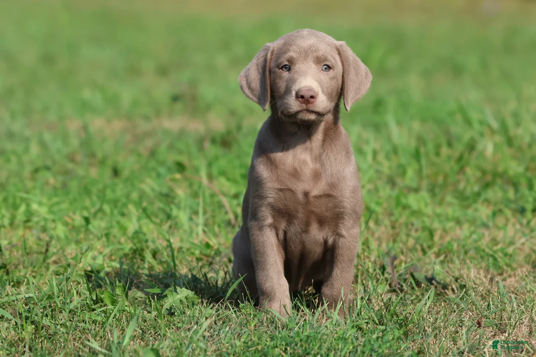 Labrador Retriever dogs for sale: Misty - Ad 3