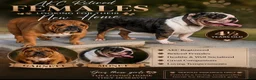 English Bulldog dogs for sale: Garnett  - Ad 3
