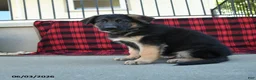 Mixed Breed dogs for sale: River  - Ad 10