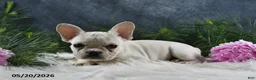 French Bulldog dogs for sale: Ivory - Ad 10