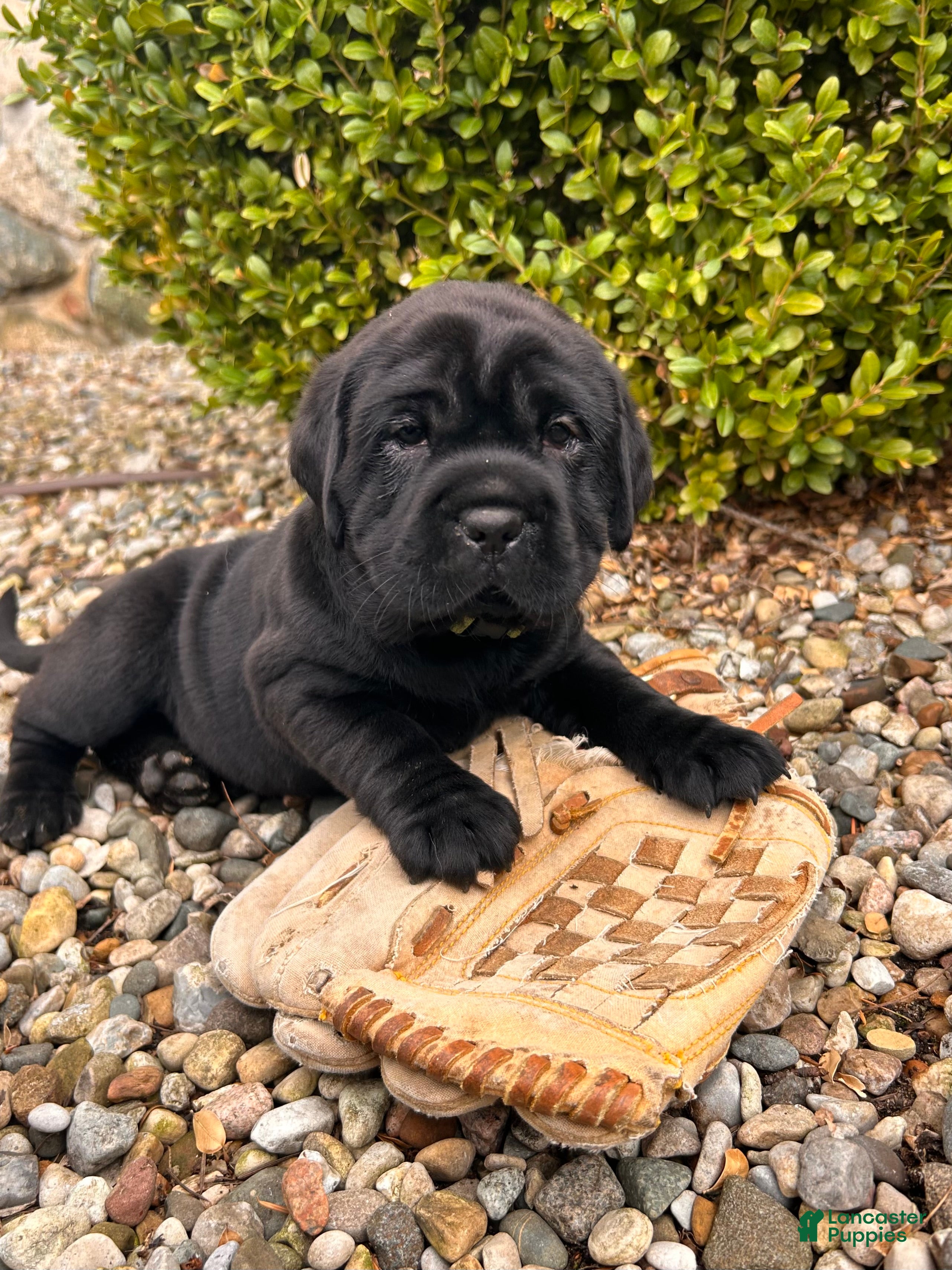 Mini Hippo dogs Ina - Ad 1