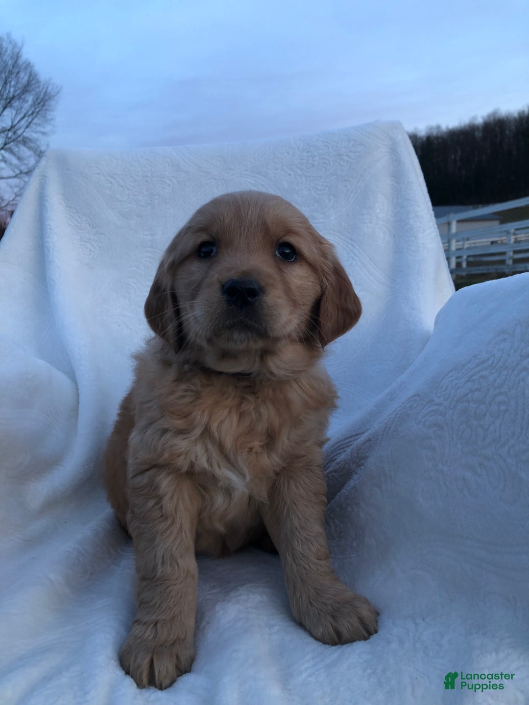 Golden Retriever dogs for sale: Ruby - Ad 2