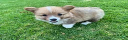Welsh Corgi Pembroke dogs for sale: Toby - Ad 4