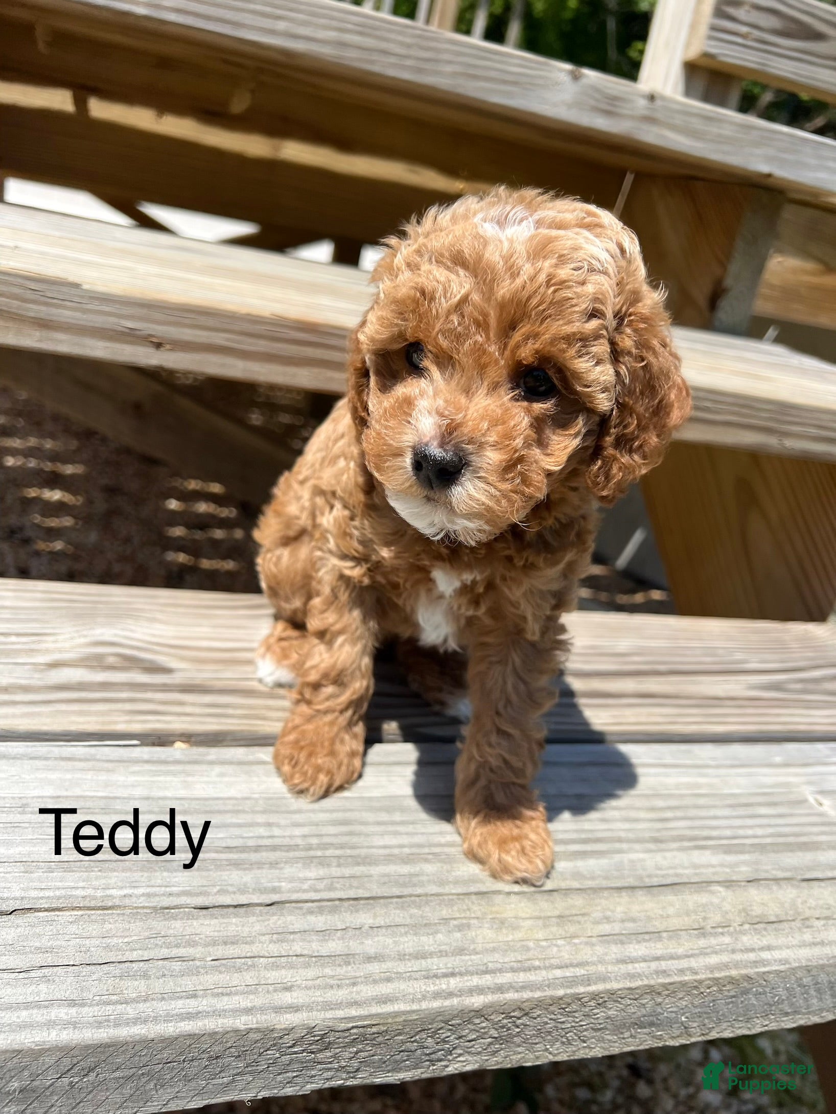 Miniature Poodle dogs for sale: Teddy - Ad 4