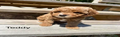Teddy