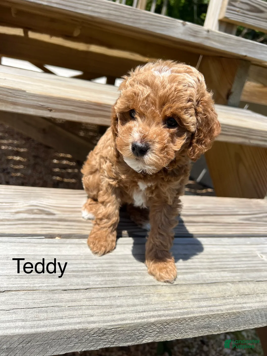 Miniature Poodle dogs for sale: Teddy - Ad 1