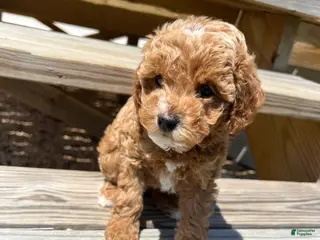 Miniature Poodle dogs for sale: Teddy - Ad 4