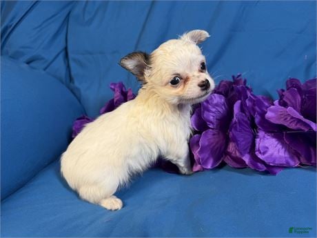 Chihuahua dogs Teacup Chihuahua 1 - Ad 1