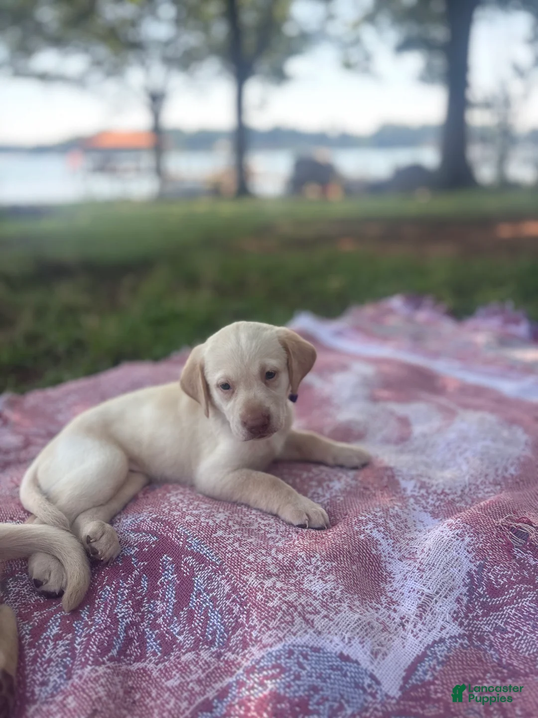 Labrador Retriever dogs for sale: Labrador Retriever 2 - Ad 2