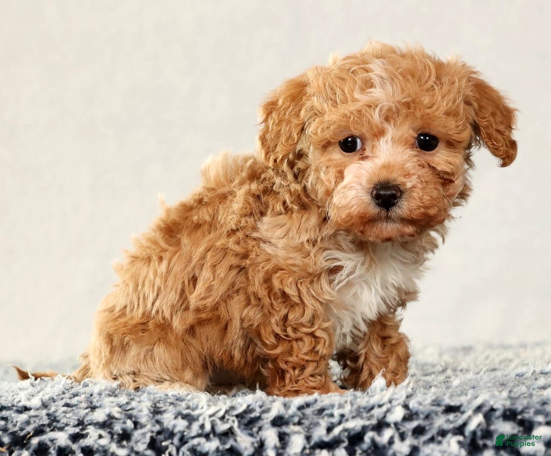 Havapoo dogs for sale: Talia - Ad 9