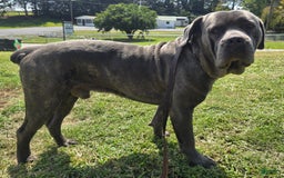 Cane Corso dogs for stud: Bubba - Image 1