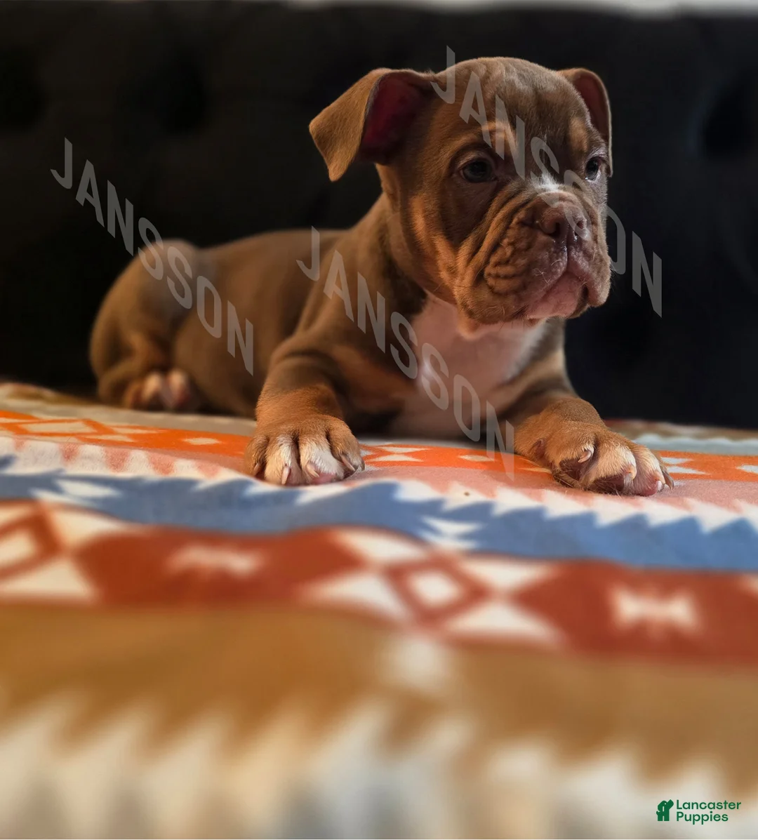 Olde English Bulldogge dogs for sale: Olde English Bulldogge Puppy Lile - Ad 11