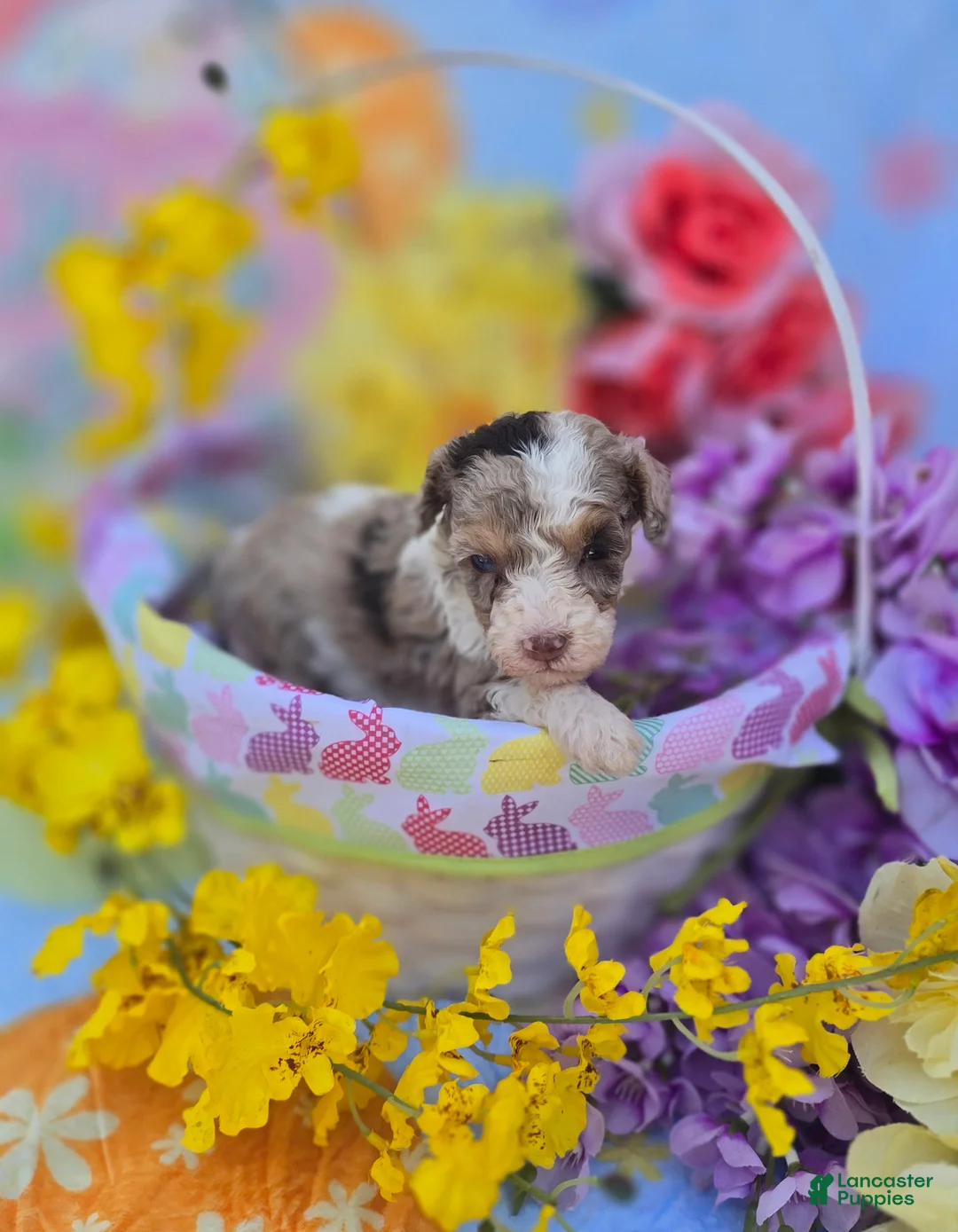 Maltipoo dogs for sale: Kiton - Ad 2