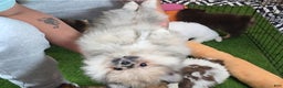 Pomeranian dogs for sale: chuty - Ad 3