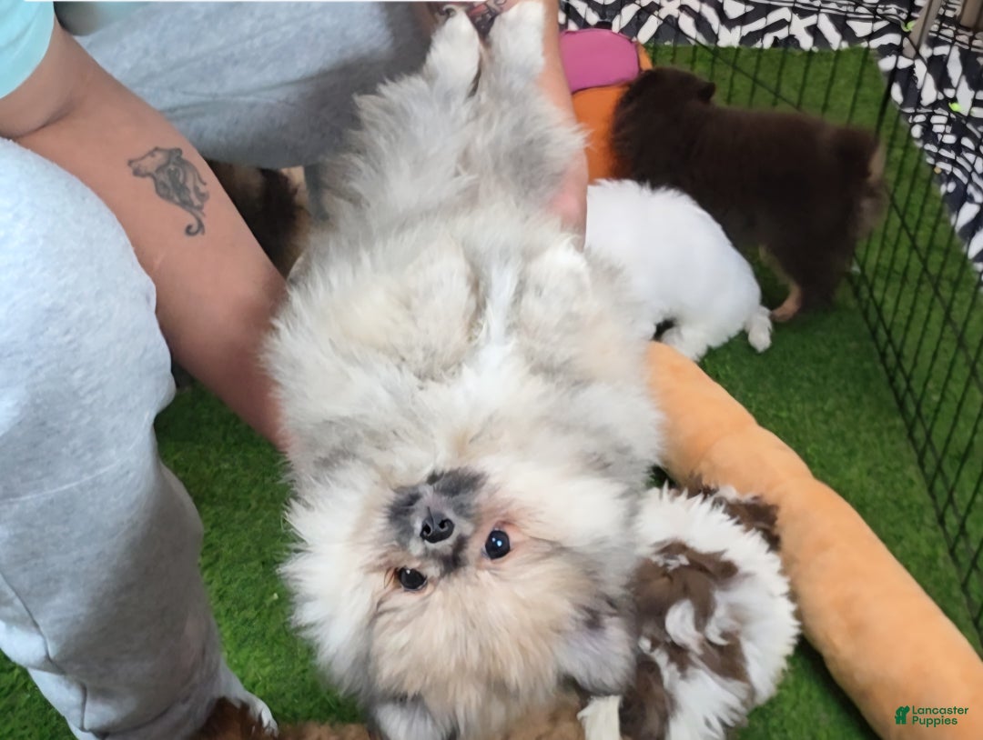 Pomeranian dogs for sale: chuty - Ad 3