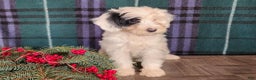 Mini Bernedoodle dogs for sale: Sparkle - Ad 12