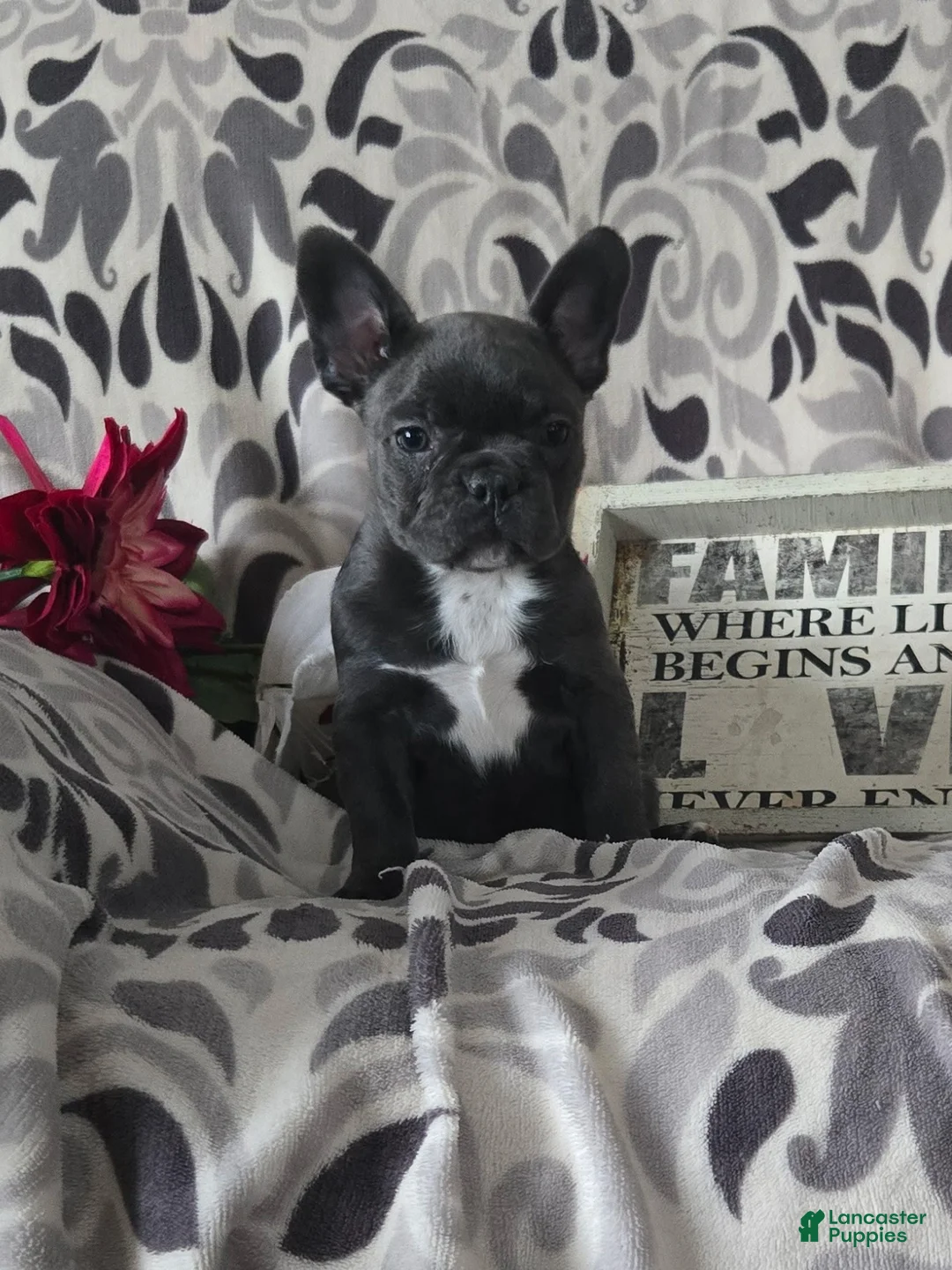 Frenchton dogs for sale: Timothy  - Ad 3