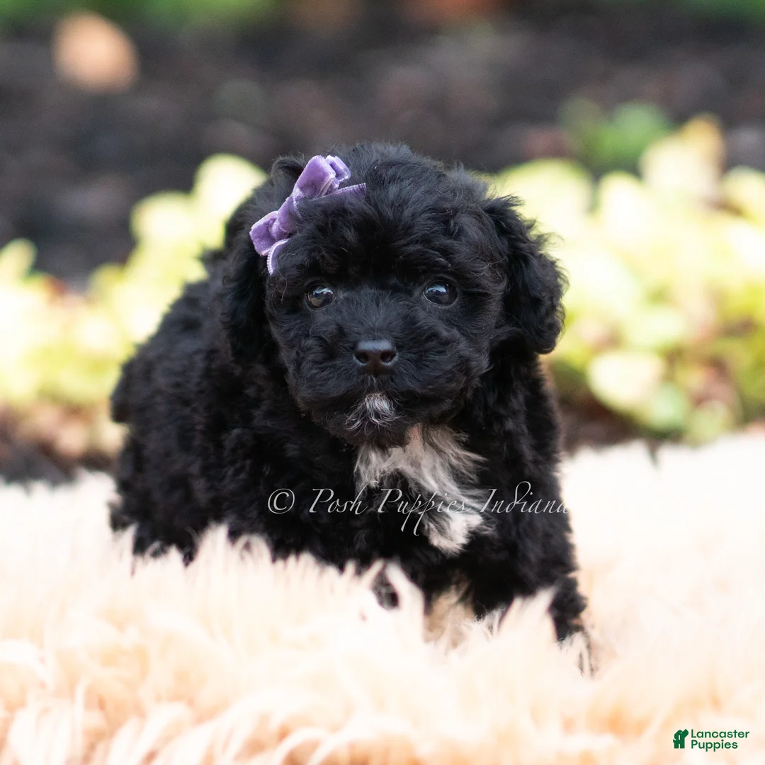 Maltipoo dogs for sale: Isalyn - Ad 1