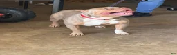 American Bully dogs for sale: Boy 2 - Ad 8