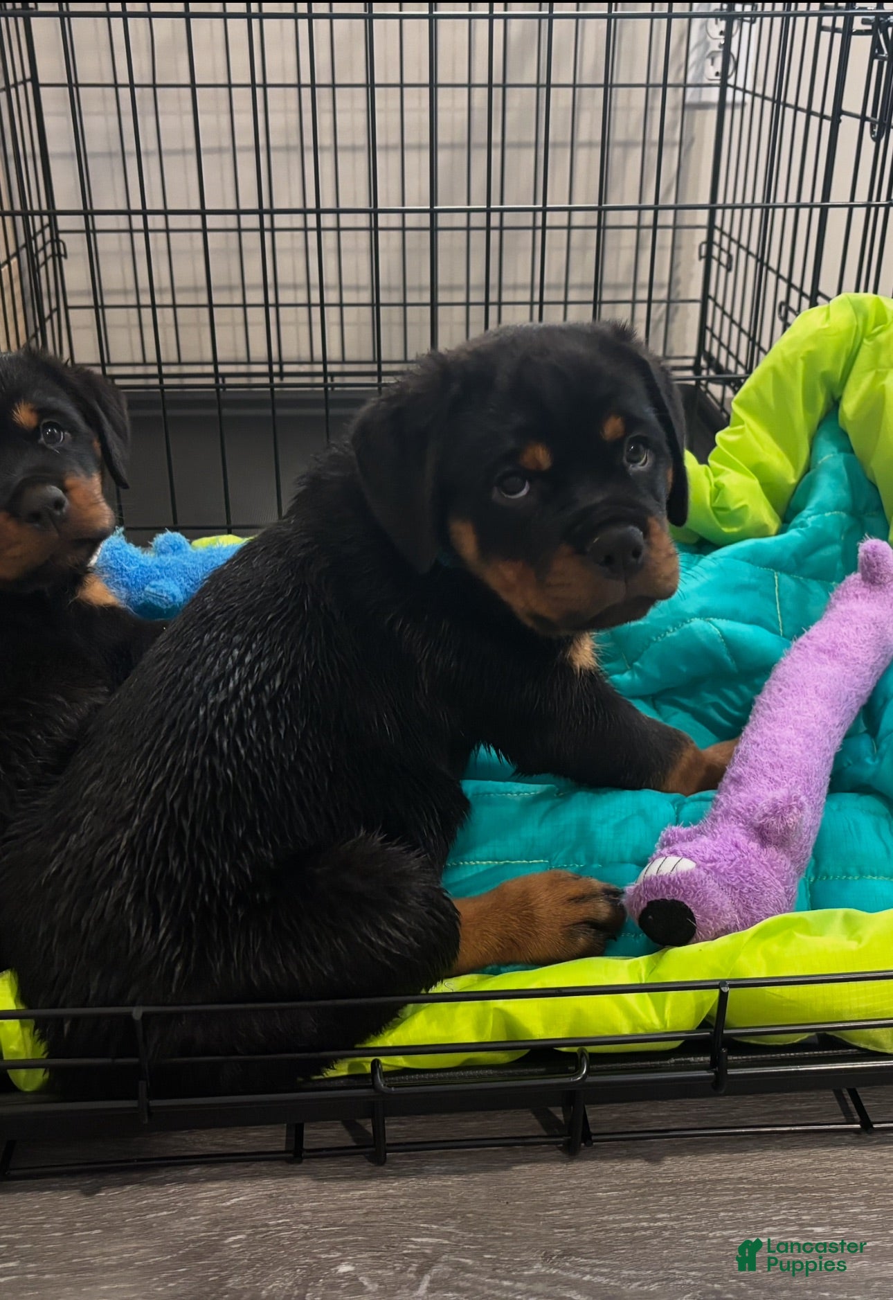 Rottweiler dogs Babs - Ad 2