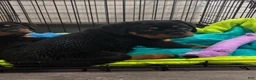 Rottweiler dogs for sale: Babs - Ad 2