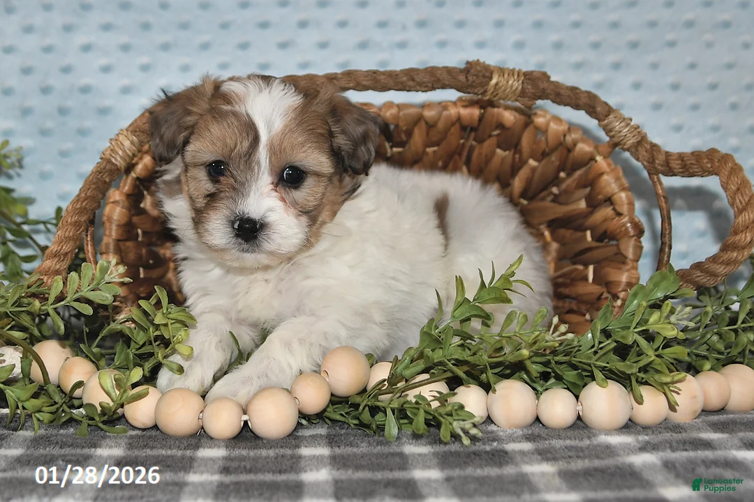 Havapoo dogs for sale: Enzo - Ad 5