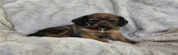 Puggle dogs for sale: Sable - Ad 4