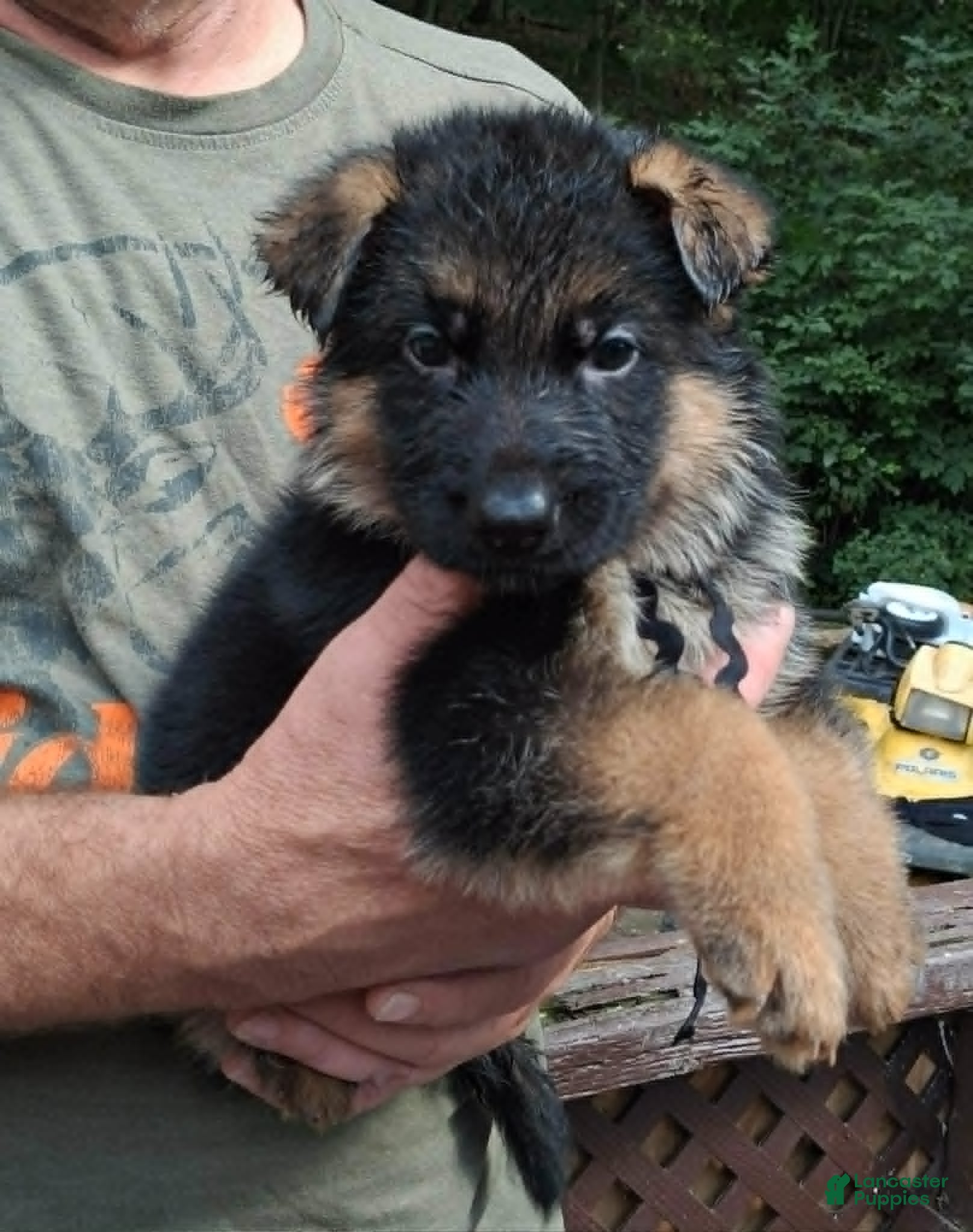 German Shepherd dogs Male Black Ribbon - Ad 5