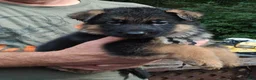German Shepherd dogs for sale: Male Black Ribbon - Ad 1