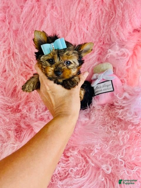 Yorkshire Terrier dogs Yorkshire Terrier 1 - Ad 1
