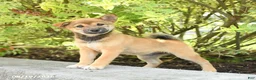 Shiba Inu dogs for sale: Skippy - Ad 3