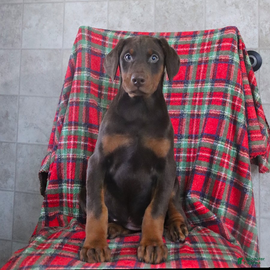 Doberman Pinscher dogs Fern - Ad 2