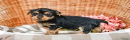 Yorkshire Terrier dogs for sale: Marley - Ad 6