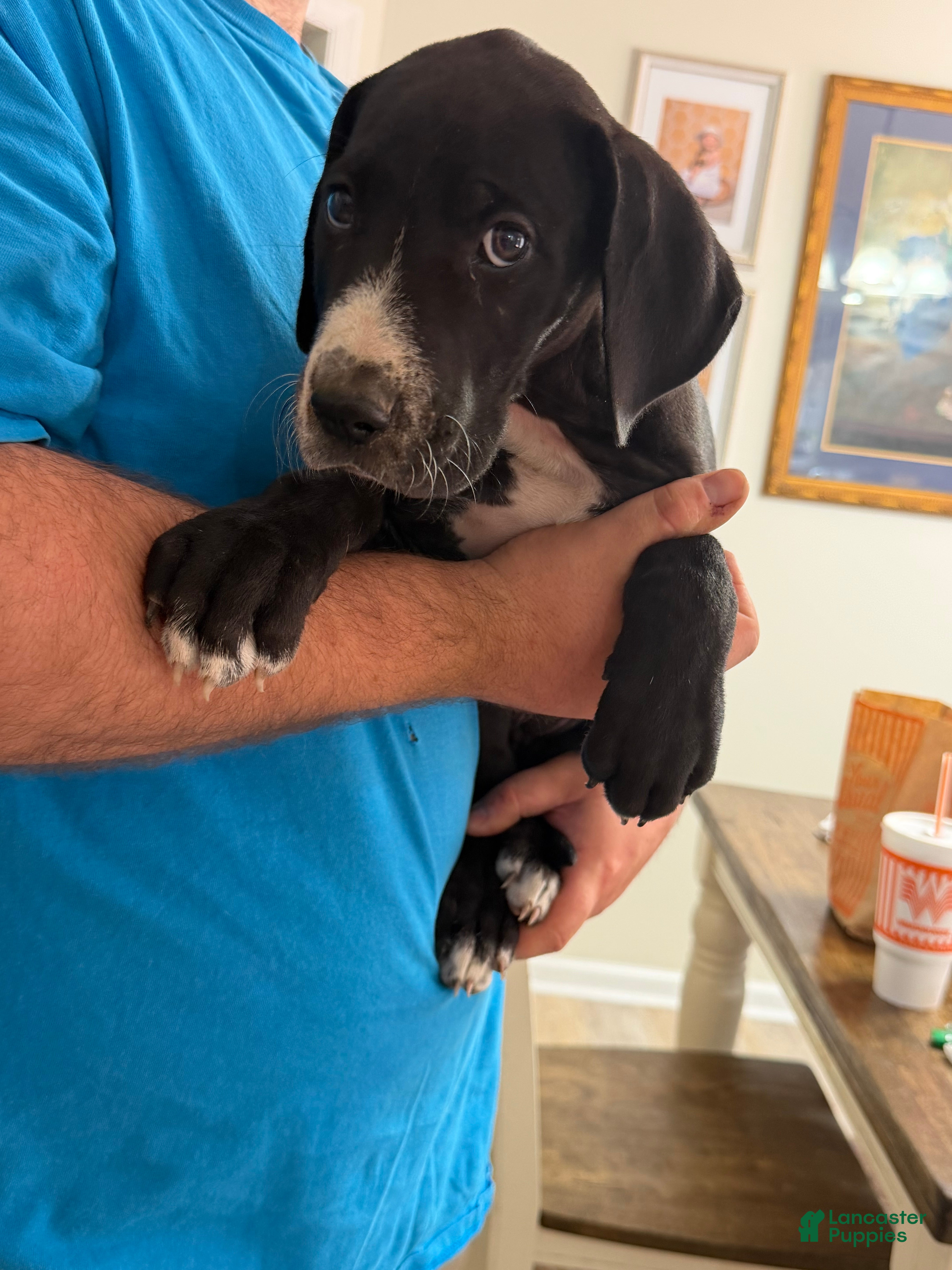 Great Dane dogs Great Dane Puppy 2 - Ad 3